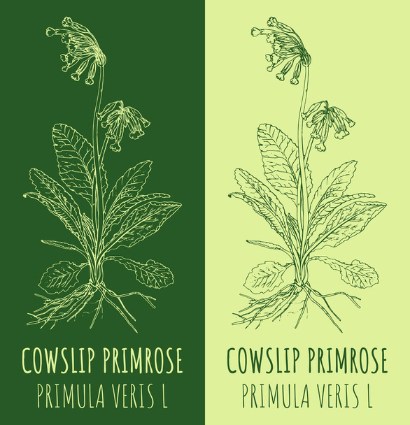 Dibujo vectorial COWSLIP PRIMROSE. Ilustración hecha a mano. El nombre en latín es PRIMULA VERIS L. - Vector, imagen
