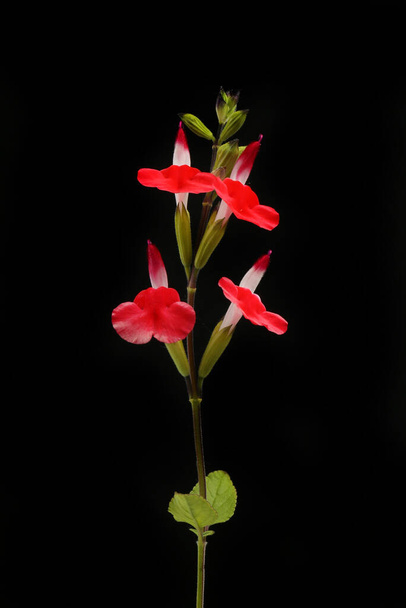 Salvia flowers isolated against black - Photo, Image