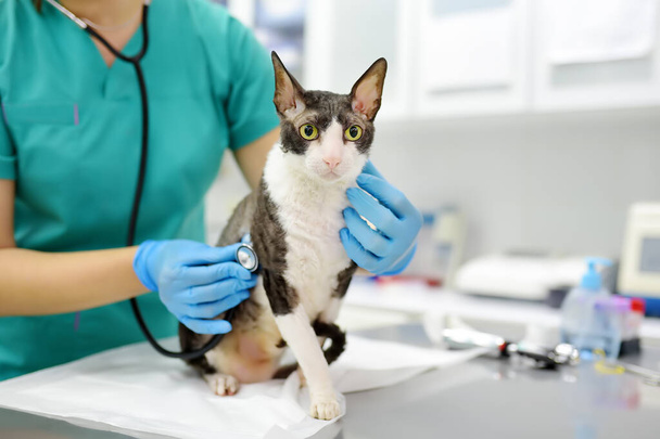 Ветеринар оглядає кота неповносправної породи Корніш Рекс у ветеринарній клініці. Кіт має лише три лапи. Здоров'я домашніх тварин. Тварина турбота. Перевірка, тести та вакцинації у ветеринарії. - Фото, зображення