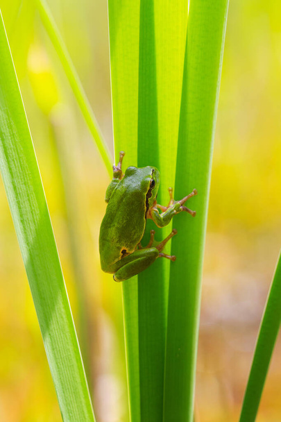 Hyla - green tree frog sitting on a reed stalk in a small forest pond. - Photo, Image