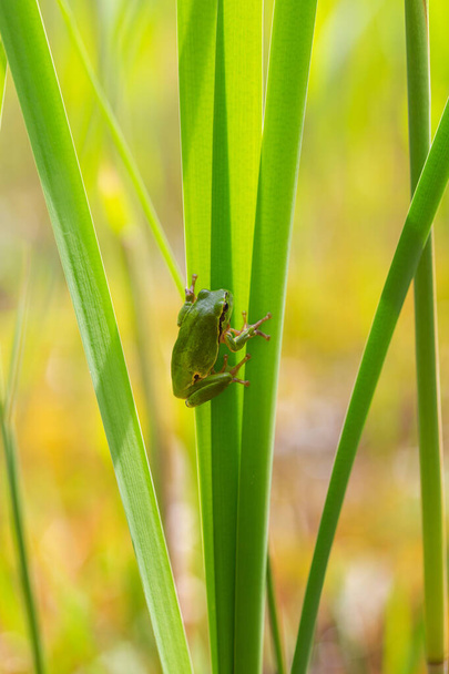 Green tree frog - Hyla arborea - tree frog sitting on blades of grass with beautiful bokeh. - Photo, Image
