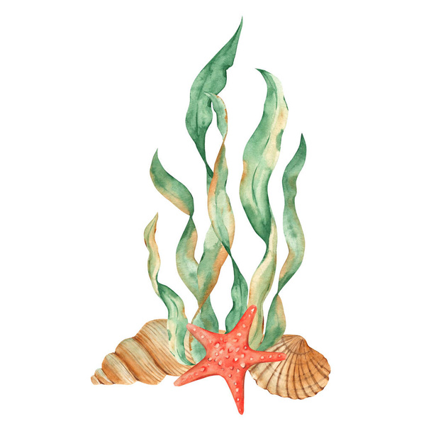 Unterwasserzusammensetzung aus Algen, roten Seesternen und Muscheln. Aquarell-Illustration. Für Karten, Poster, Speisekarte, Meeresstrand-Design - Foto, Bild