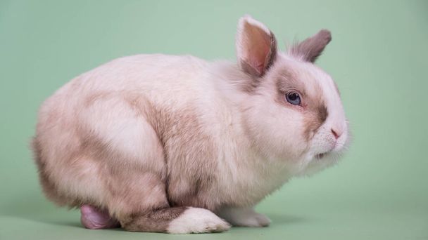 Portrait of a gray and white fox dwarf rabbit with large testicles - 写真・画像