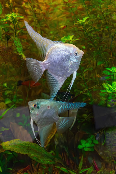 Tropické ryby Pterophyllum scalare altum, andělé plavající v akvarijní vodě se zelenými řasami. Dvě bílé stříbrné ryby v jezírku. Vodní organismus, podvodní život, akvarijní mazlíček - Fotografie, Obrázek