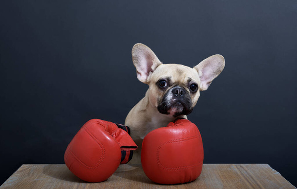 Bulldog dog as boxer at press conference sitting with red boxing gloves on black background. The dog poses at a wooden table looking out in front of him. High quality studio photo. - Foto, afbeelding
