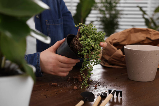 Woman transplanting houseplant into new pot at wooden table indoors, closeup - Foto, Bild