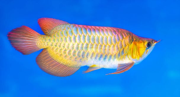 Arowana dans l'aquarium, un poisson préféré avec un corps long, belle forme de dragon coloré pour la décoration dans l'aquarium en famille riche
 - Photo, image