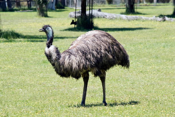 The australian emu  is covered in primitive feathers that are dusky brown to grey-brown with black tips. The Emu's neck is bluish black and mostly free of feathers. - Foto, Imagem