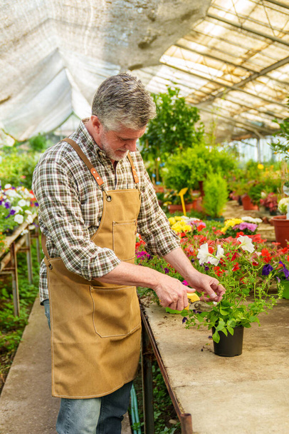 Capture the essence of a seasoned Caucasian gardener tending a lush botanical nursery, meticulously pruning and beautifying potted plants amidst a vibrant burst of colors. - Photo, Image