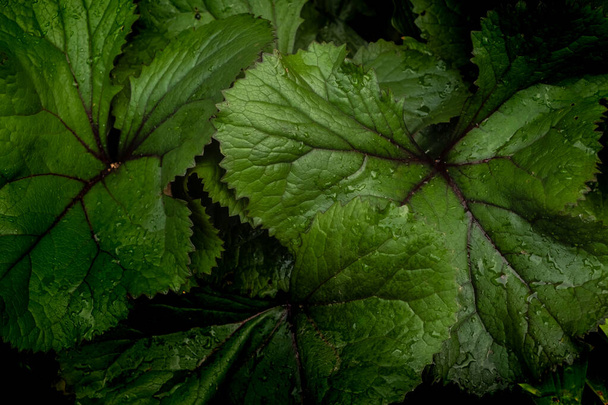 Large ligularia leaves with a shadow pattern. Full frame. Blurred foreground. Blur and selective focus. Low key photo.  - Photo, Image