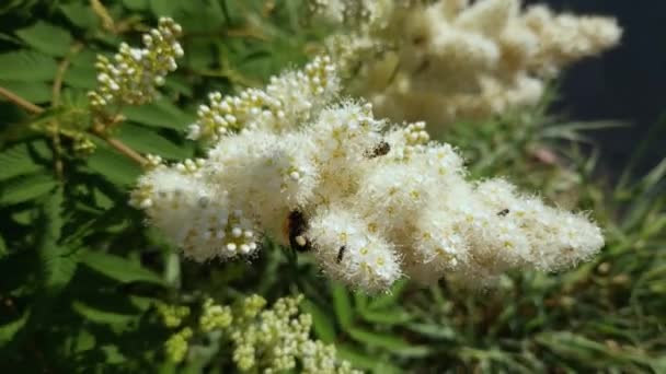 Blooming false spiraea in sunny summer morning close-up - Footage, Video
