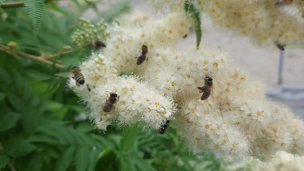 Суцвіття фальшивої спіреї з комахами в похмурий ранок - Кадри, відео