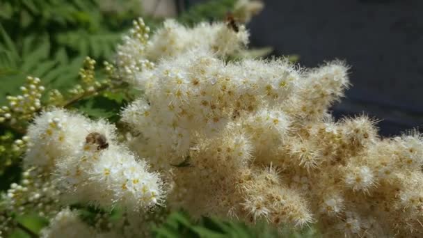 Inflorescence of the false spiraea with insects in sunny morning - Footage, Video