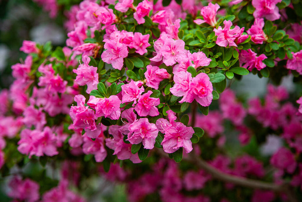 Rhododendron rosa florece en el invernadero - Foto, Imagen