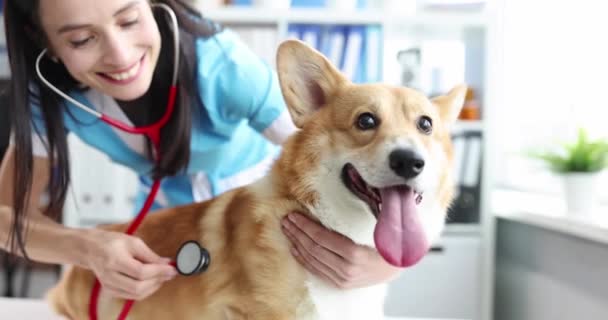 Женщина-ветеринар слушает со стетоскопом собаку в клинике 4К фильма. Концепция лечения домашних животных - Кадры, видео