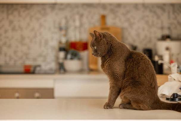 Britische Kurzhaarkatze sitzt auf Küchenbank im Haus und wartet auf Abendessen - Foto, Bild