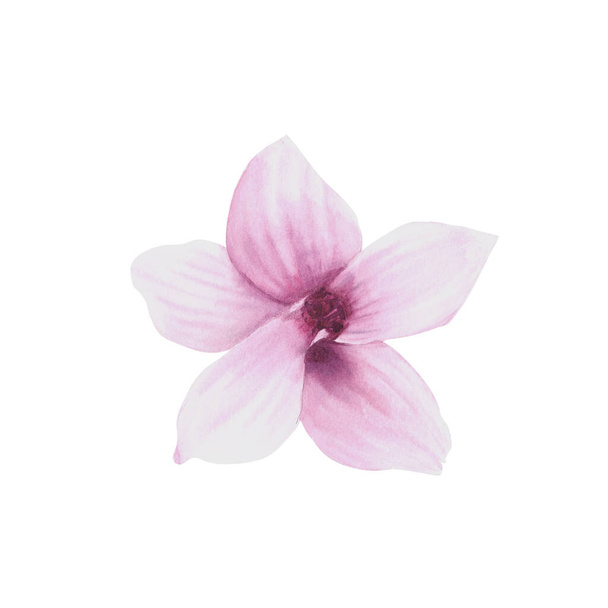 Magnolia flowers set, watercolor illustration. Hand drawn isolated on white background. Botanical flowers elements for your design for card, invitations, floral compositions. - Foto, afbeelding