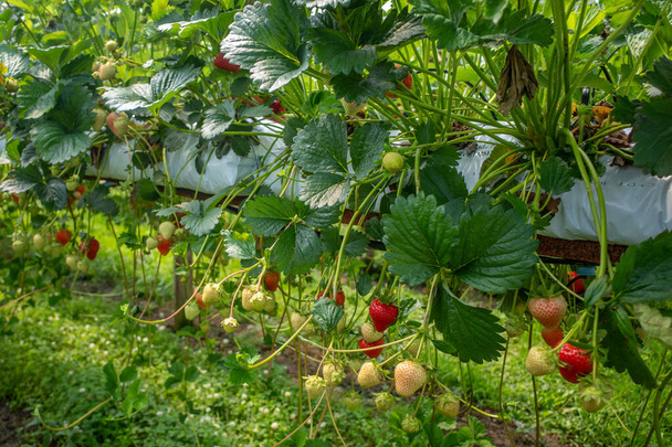 Rangées élevées de fraises à la cueillette de votre propre ferme avec des fraises mûres et non mûres. - Photo, image