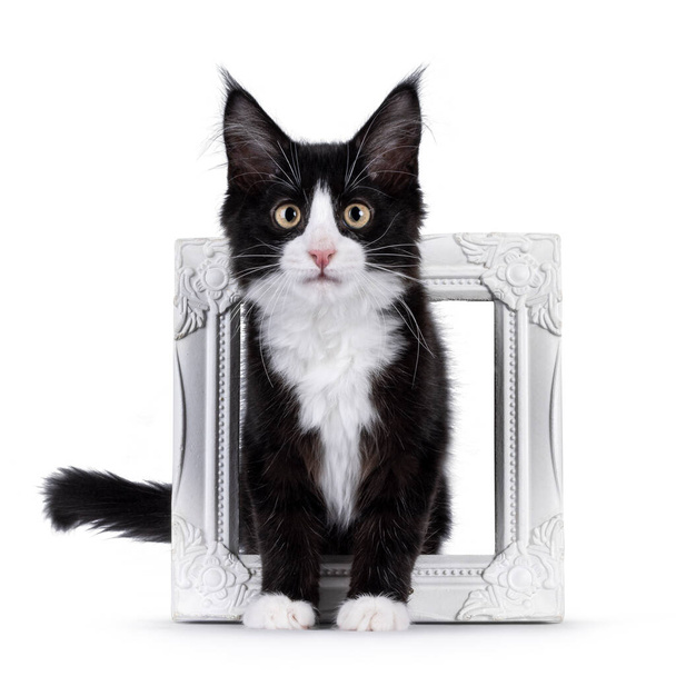 Lindo negro con esmoquin blanco Maine Coon gato gatito con expresión traviesa, de pie a través de marco de imagen vacío mirando hacia la cámara. Aislado sobre un fondo blanco. - Foto, imagen