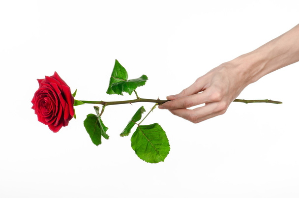 Valentine's Day and Women's Day theme: man's hand holding a red rose isolated on white background in studio - Valokuva, kuva