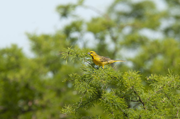 Yellow Cardinal, Gubernatrix cristata, Endangered species in La Pampa, Argentina - Photo, Image