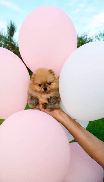 Leuke Red Pomeranian spitz puppy op de achtergrond van ballonnen. Hoge kwaliteit foto - Foto, afbeelding