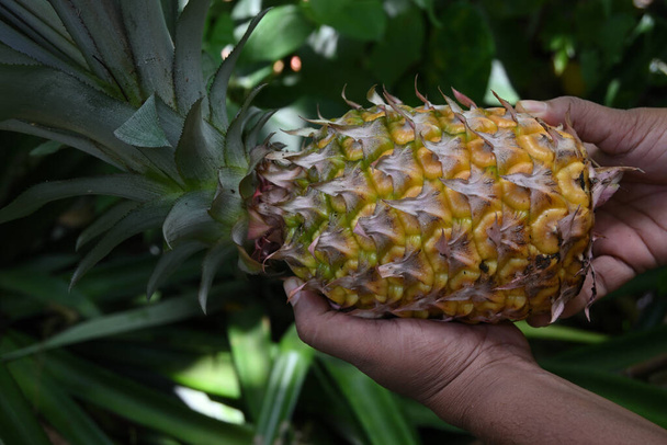 Close-up zicht op een rijpe minder voorkomende ananas variëteit fruit, de vers geoogste fruit wordt gehouden door de handen - Foto, afbeelding