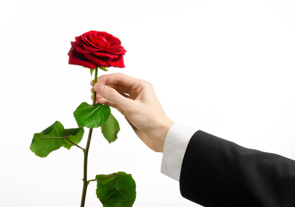 Valentine's Day and Women's Day theme: man's hand in a suit holding a red rose isolated on white background in studio - Foto, Imagem