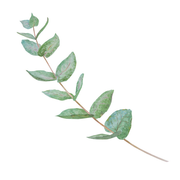 Eucalyptus branch watercolor hand drawn floral illustration. Botanical painting of greenery leaves are isolated. Good as an element in the decorative design of invitation, wedding, greeting cards - Fotografie, Obrázek