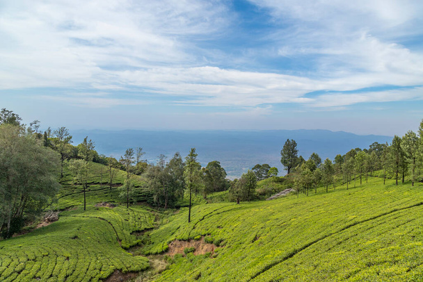 A view of Tea gardens located at Ooty Tamil Nadu - Fotó, kép