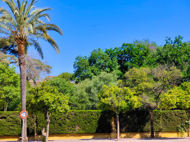 Пальмы в Херес-де-ла-Фронтера на юге Испании в солнечный день - Фото, изображение