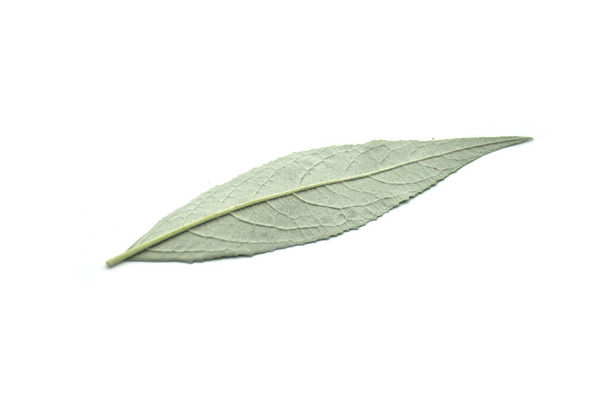 Closeup of buddleia leaf on white background - Φωτογραφία, εικόνα