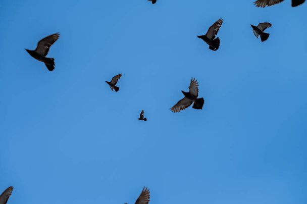 A madarak alacsony látószöge repülés közben - Fotó, kép