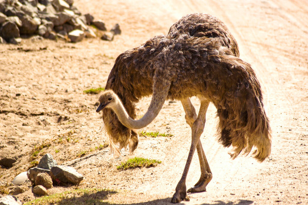 Beautiful photo of an ostrich showing off its stunning plumage and elegant stride.                 - Foto, imagen