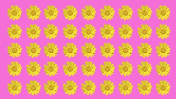 Daisy virág kivágás rózsaszín háttér - Felvétel, videó