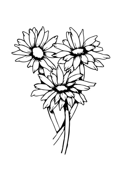 Digitale schwarze Linienzeichnung von Sonnenblumen isoliert auf weißem Hintergrund - Vektorillustration - Vektor, Bild