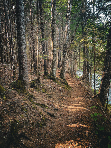 ösvény az erdőn keresztül az erdőben Waterville Valley, New Hampshire, USA. - Fotó, kép
