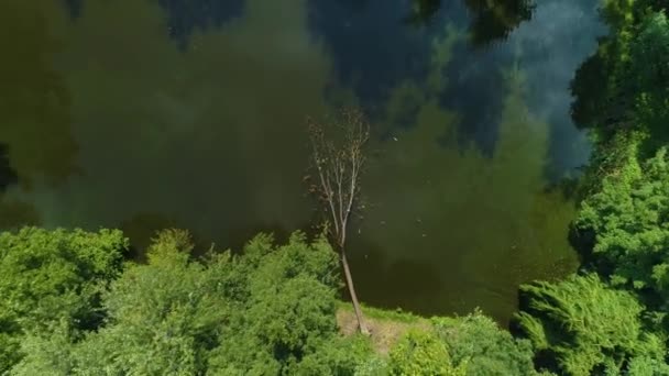 Devrilmiş Ağaç Göletleri Pruszkow Stawy Potulickich Havadan Görünümü Polonya. Yüksek kalite 4k görüntü - Video, Çekim