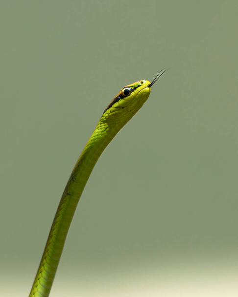 A Philodryas olfersii snake or cobra-verde is a species of venomous snake in the family Colubridae, endemic from South America. Wild animal. Animal life. Green snack. - Photo, Image