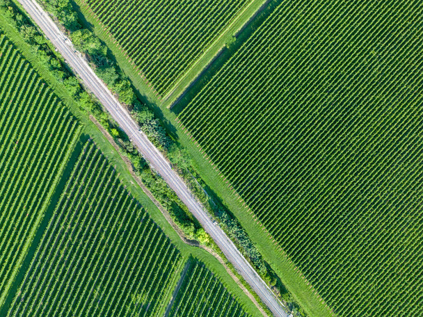 Foto aerea di un campo di viti d'uva. Vino prosecco, verde e ben organizzato. Agricoltura sostenibile vicino alla ferrovia. - Foto, immagini