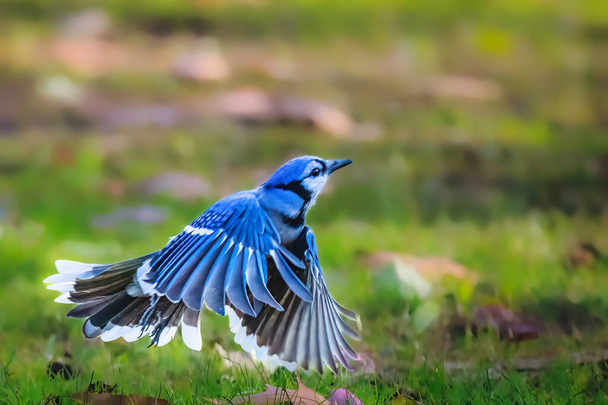 Blue Jay. Un pájaro azul está volando desde el suelo de hierba verde en la tarde de otoño. - Foto, imagen