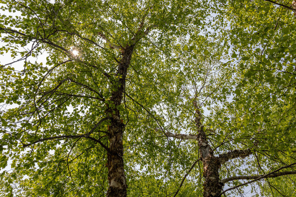 Upward canopy view underneath the leaves of a river birch (betula nigra) tree. - Fotografie, Obrázek