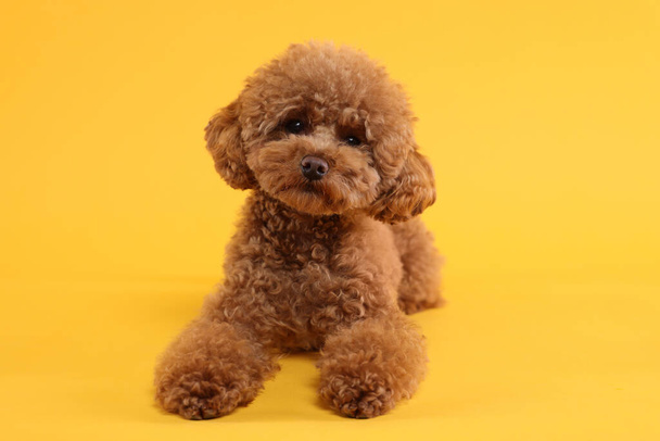Cute Maltipoo dog on orange background. Lovely pet - Fotó, kép