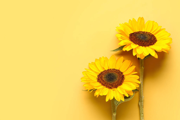 Beautiful sunflowers on yellow background - 写真・画像