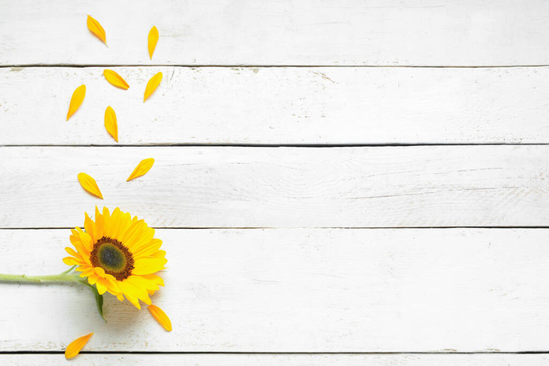 Krásné slunečnice a okvětní lístky na bílém dřevěném pozadí - Fotografie, Obrázek