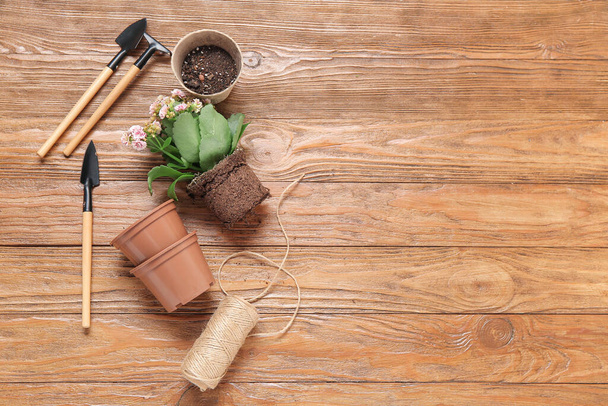 Différents outils de jardinage et de plante sur fond en bois - Photo, image