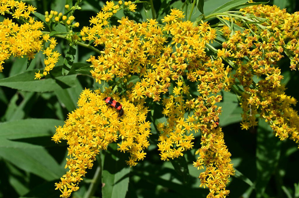 Close-up view of canadian goldenrod flowers with insects - Photo, Image