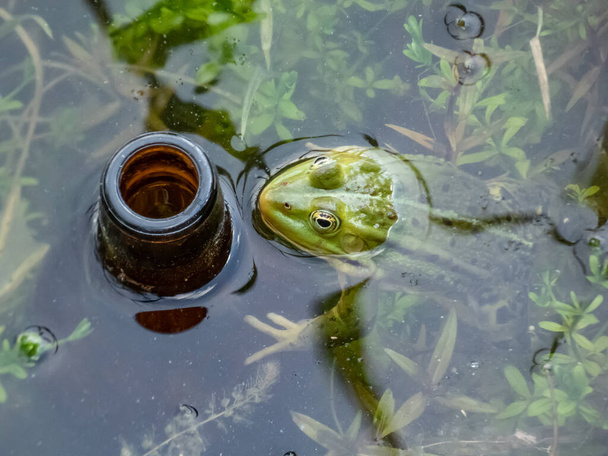 Κοντινό πλάνο ενός κοινού βατράχου νερού ή πράσινου βατράχου (Pelophylax esculentus) σε νερό δίπλα σε ένα μπουκάλι μπύρας που ρίχνονται στο νερό. Ρύπανση - Φωτογραφία, εικόνα