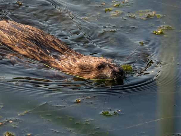 The muskrat (Ondatra zibethicus) - medium-sized semiaquatic rodent covered with short, thick fur of medium to dark brown color swimming in the water - Photo, Image