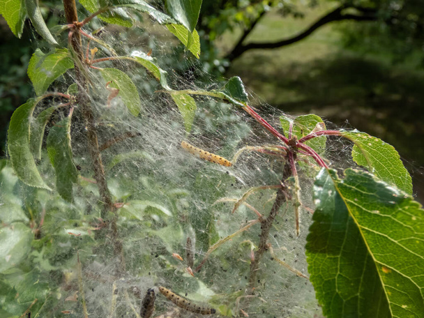 Larvae of Bird-cherry ermine (Yponomeuta evonymella) pupate in tightly packed communal, white web on a tree trunk and branches among green leaves in summer - Photo, Image